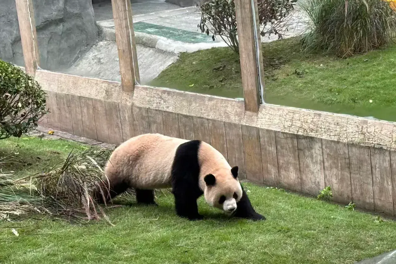 Giant panda at Chongqing Zoo