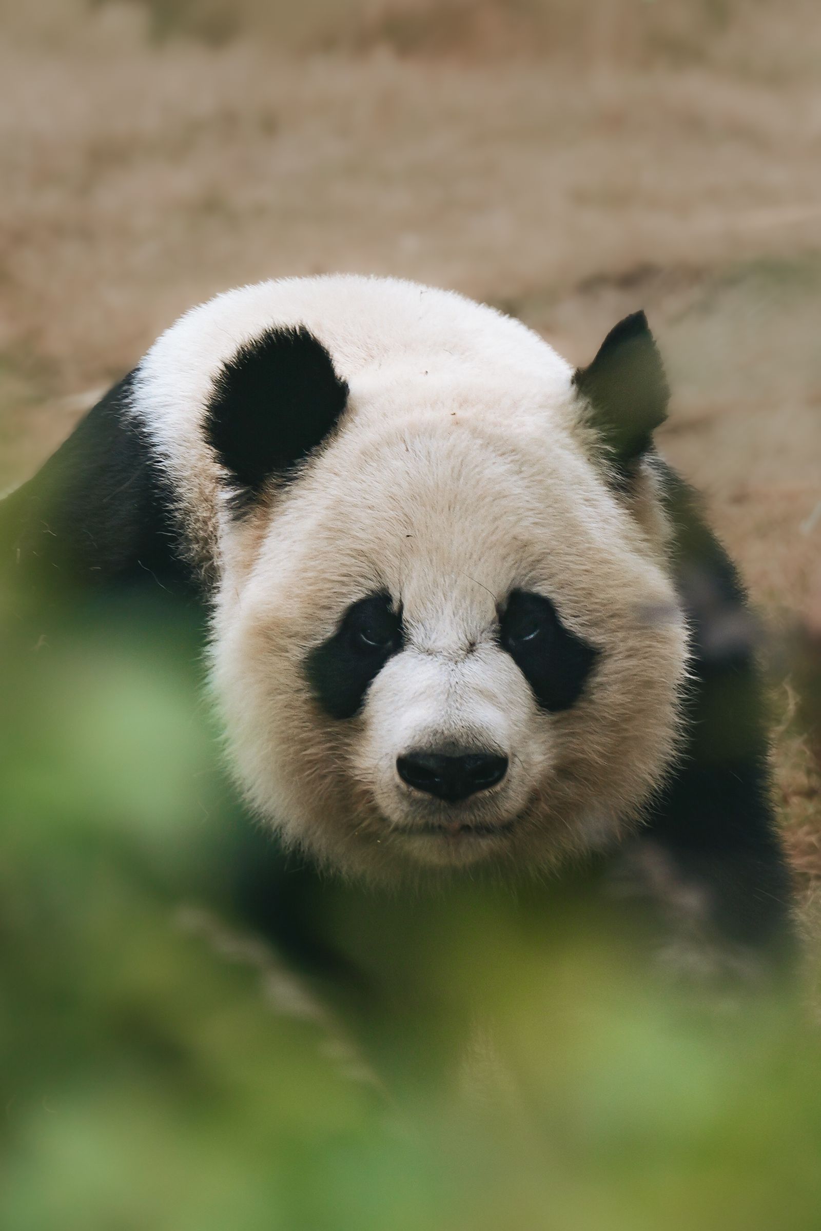 Giant panda resting among greenery in Chengdu